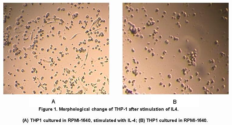 Pig KITLG / SCF Protein (Recombinant His, N-Terminal)
