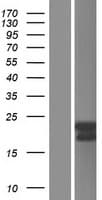 BCAS4 Protein (Over-Expression Lysate Myc-DDK (Flag))