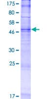 Human TMEM45B Protein (Recombinant GST)
