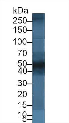 BGN / Biglycan Antibody (aa230-366)