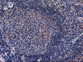 SNX8 Antibody (clone OTI1D12, Carrier-free)