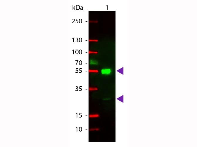 Goat Anti-Mouse IgG Secondary Antibody (TRITC)