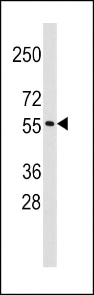 Polyclonal Rabbit anti-Human TRIM69 / Trif Antibody (aa200-231, WB)