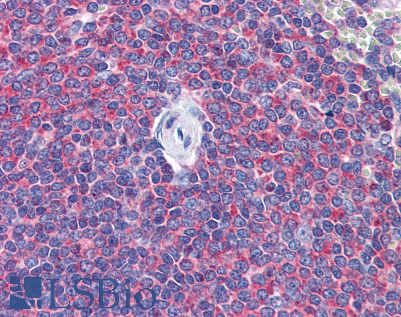 IHC-plus™ SNAPIN Antibody (clone 3H1)
