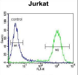 IHC-plus™ NETO2 Antibody (aa174-203)