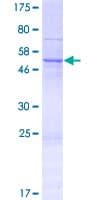 Human NIPSNAP3B Protein (Recombinant GST)