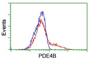 PDE4B Antibody (clone OTI3A10)