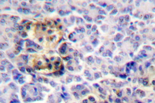 MSN / Moesin Antibody (Asp554)