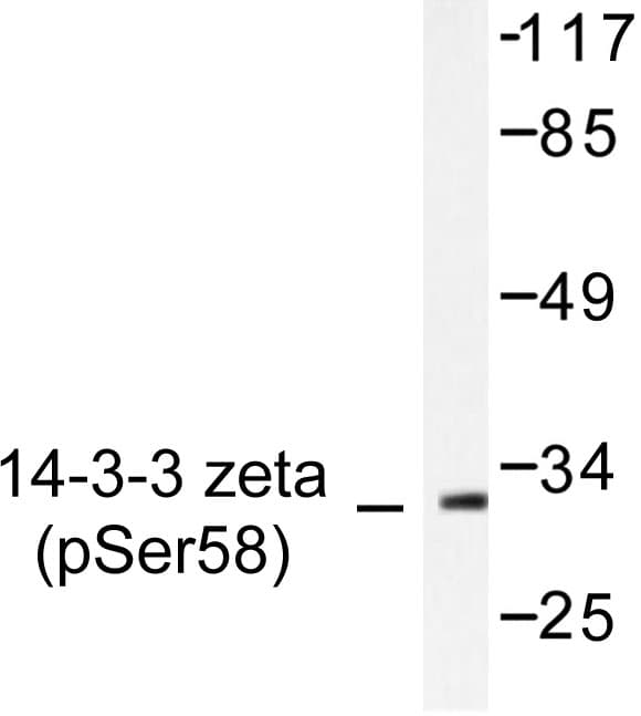 YWHAZ / 14-3-3 Zeta Antibody (phospho-Ser58)