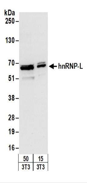 HNRNPL / hnRNP L Antibody (aa539-589)