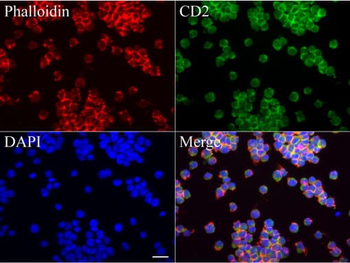 CD2 Antibody (clone UMAB86)