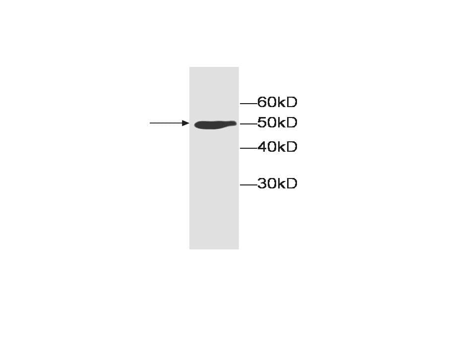 Monoclonal Mouse anti-Human RHOC Antibody (IHC, WB)