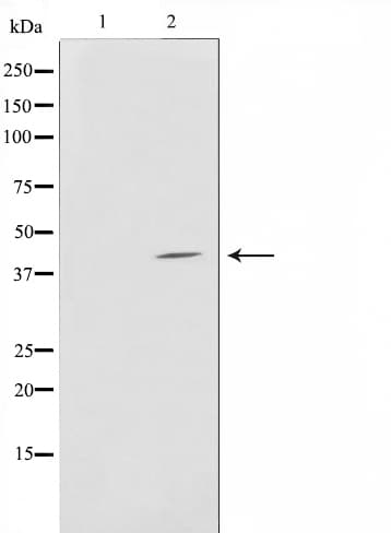 ERGIC3 Antibody