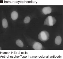 TOP2A / Topoisomerase II Alpha Antibody (phospho-Thr1342, clone 3D4)