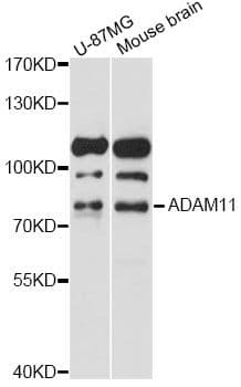 ADAM11 Antibody