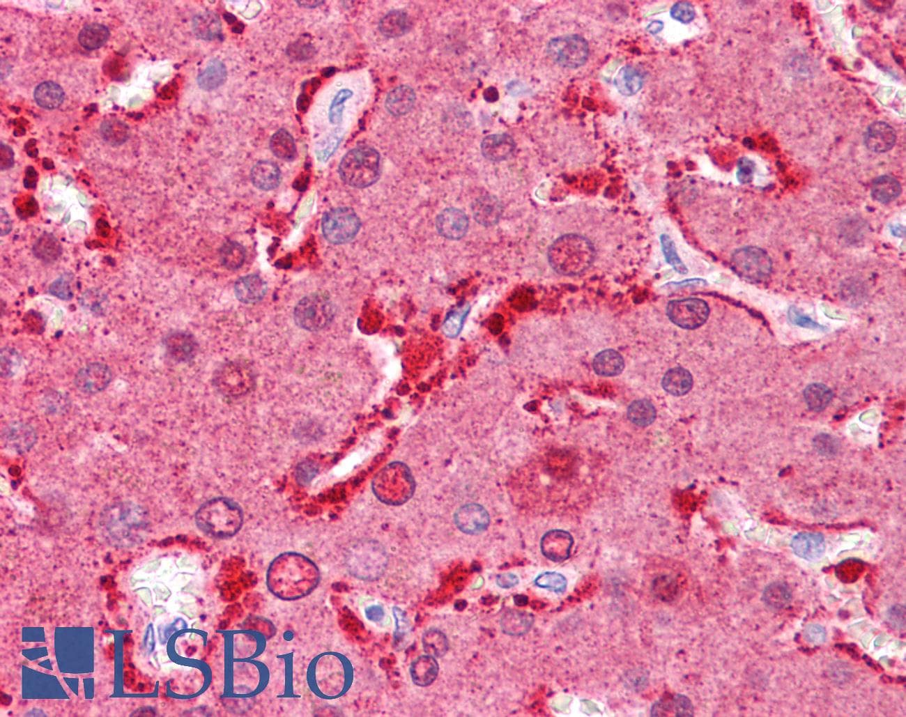 FABP1 / L-FABP Antibody (N-Terminus)