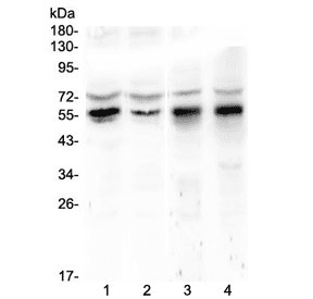 KLF4 Antibody