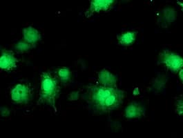 COASY Antibody (clone OTI3B3)