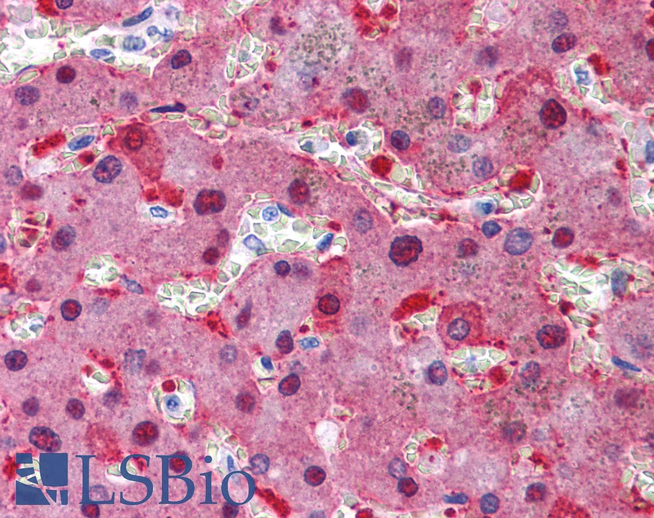 IHC-plus™ CAD Antibody