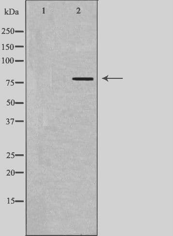 RUFY1 Antibody