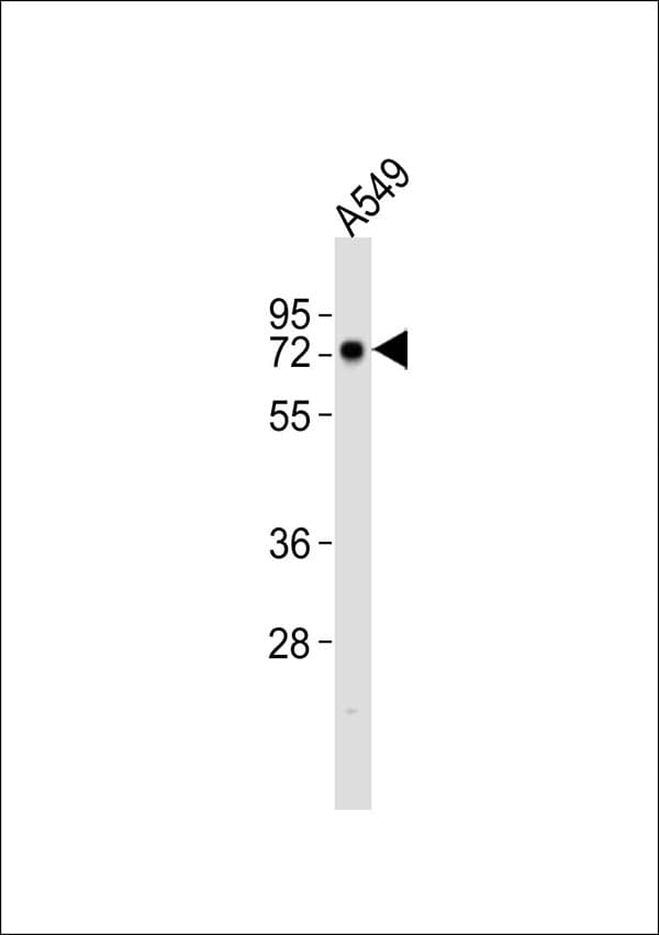 PTGS2 / COX2 / COX-2 Antibody