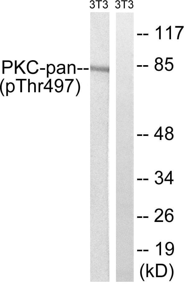 PKC / Protein Kinase C Antibody (phospho-Thr497)