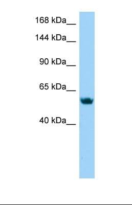 CTNNA3 / Alpha-3 Catenin Antibody (aa29-78)