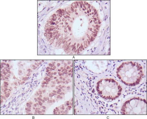 FOXA2 Antibody (clone 7H4B7)