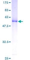 Human MED7 / CRSP9 Protein (Recombinant GST)