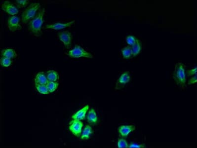 TMEM177 Antibody