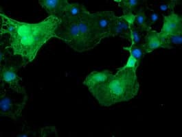 XTP4 / C17orf37 Antibody (clone OTI2D5)