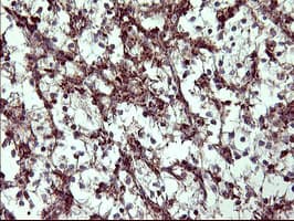 COX6C Antibody (clone OTI4A5)