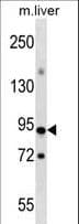 Polyclonal Rabbit anti-Human CXXC1 / CGBP Antibody (aa326-354, WB)