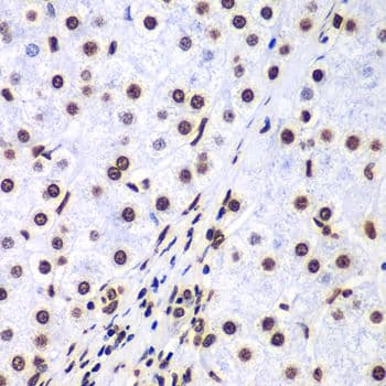 HIST3H3 Antibody