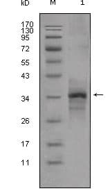 IHC-plus™ MSTN / GDF8 / Myostatin Antibody (aa24-266, clone 6H12)