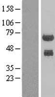 PHF23 Protein (Over-Expression Lysate Myc-DDK (Flag))