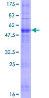 Human OR6N1 Protein (Recombinant GST)