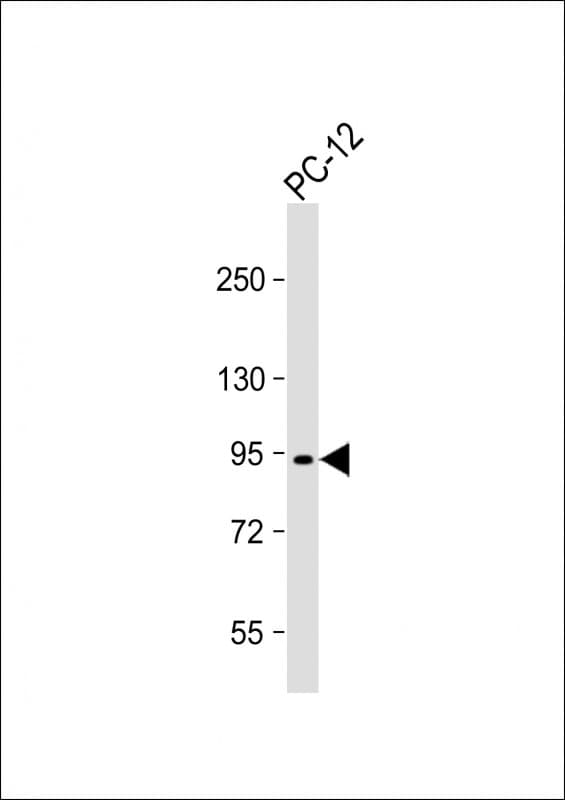 PCSK1 Antibody (N-Terminus)