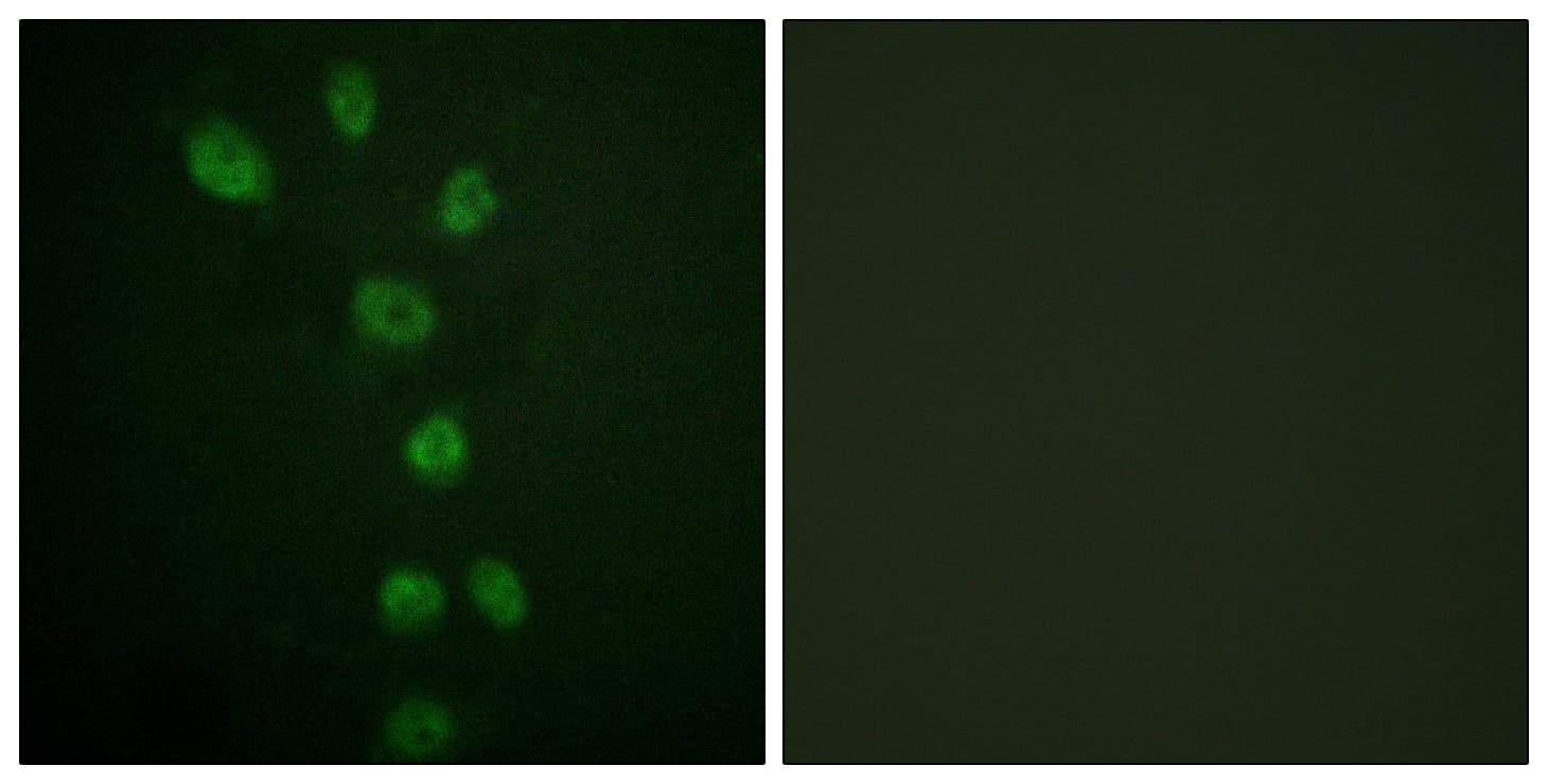 GATA4 Antibody (phospho-Ser105)