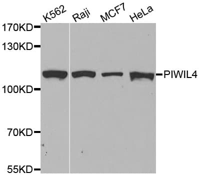 IHC-plus™ HIWI2 / PIWIL4 Antibody