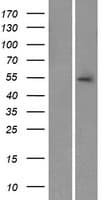 NYX Protein (Over-Expression Lysate Myc-DDK (Flag))