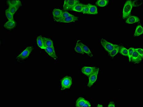 SBNO2 Antibody