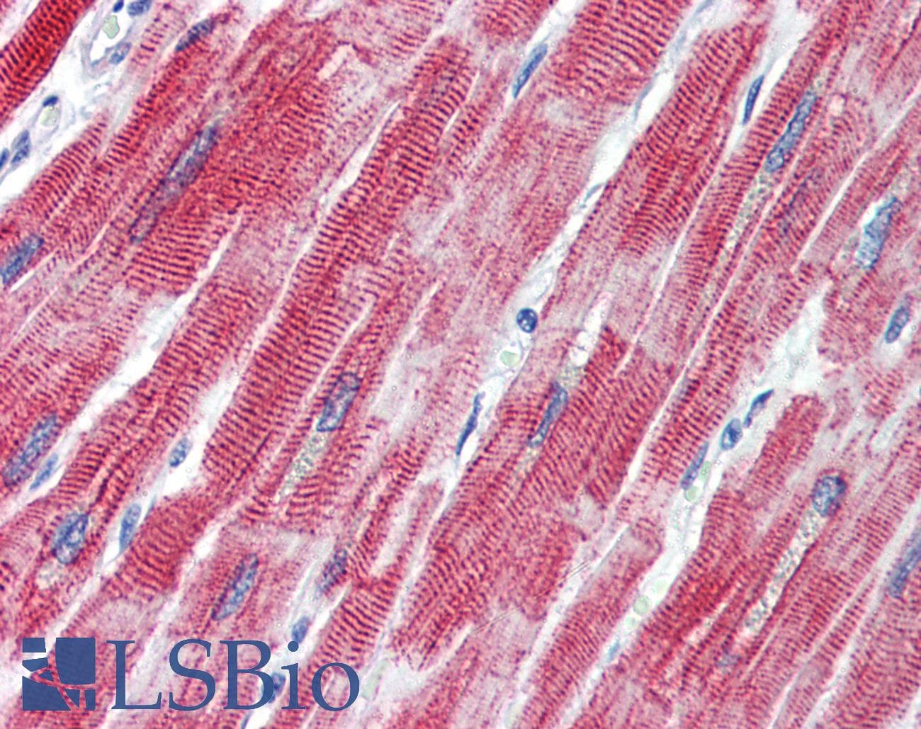 TEAD1 Antibody (C-Terminus)