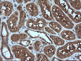 MLANA / Melan-A Antibody (clone OTI5F12, Carrier-free)