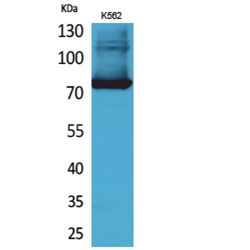 Polyclonal Rabbit anti-Human TF / Transferrin Antibody (611-660 aa, C-terminal, WB)