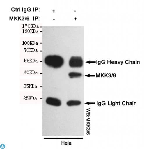 MAP2K6 / MEK6 / MKK6 Antibody