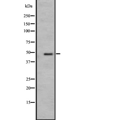 GPR19 Antibody
