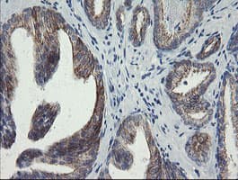 SLA2 / SLAP2 Antibody (clone OTI3E3)
