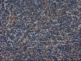 RNH1 Antibody (clone OTI1B7)
