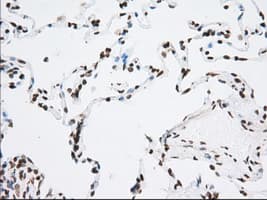 CYP1A2 Antibody (clone OTI8F1)